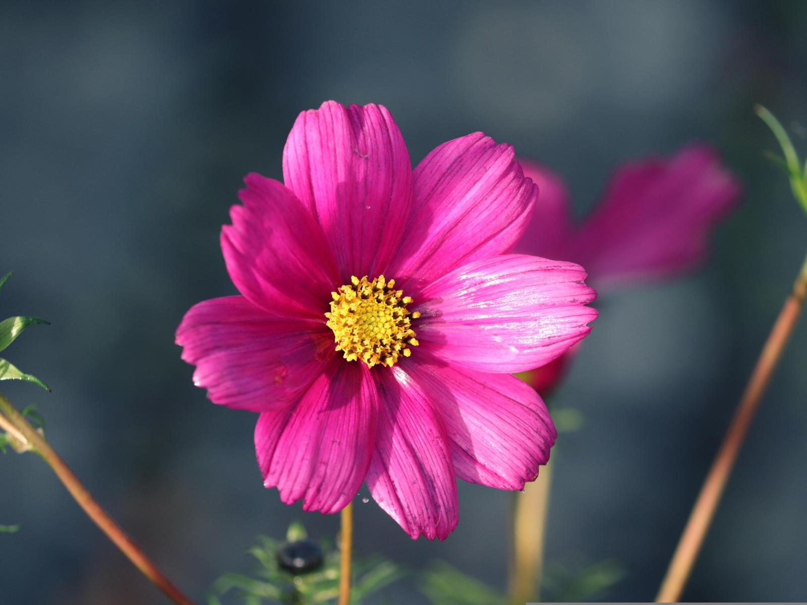 Маленький розовый цветок георгина крупным планом