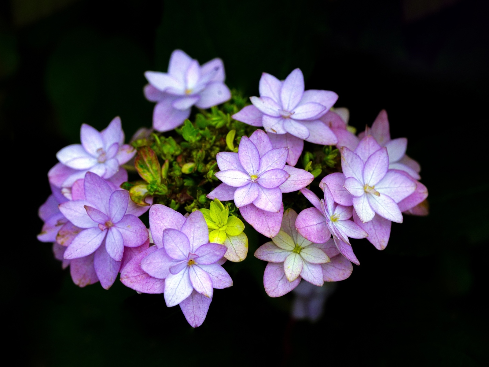 Мелкие розовые цветы на черном фоне