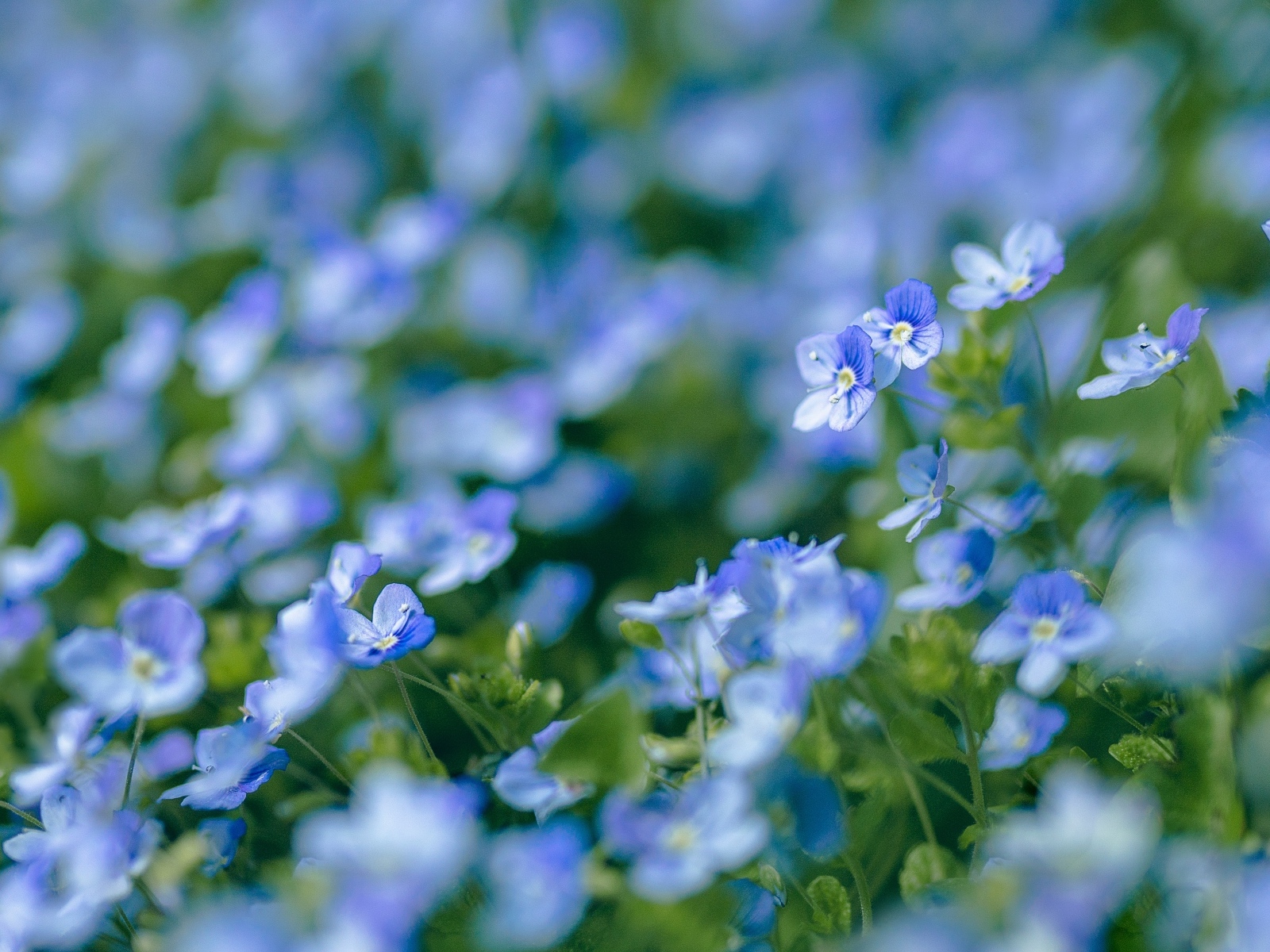 Маленькие мелкие цветы незабудки на клумбе