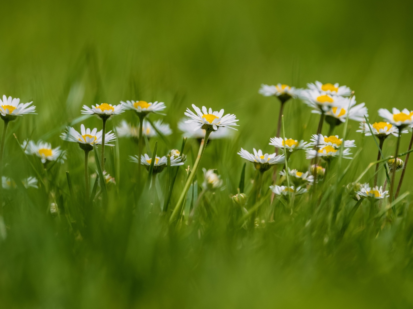 Маленькие белые ромашки в зеленой траве