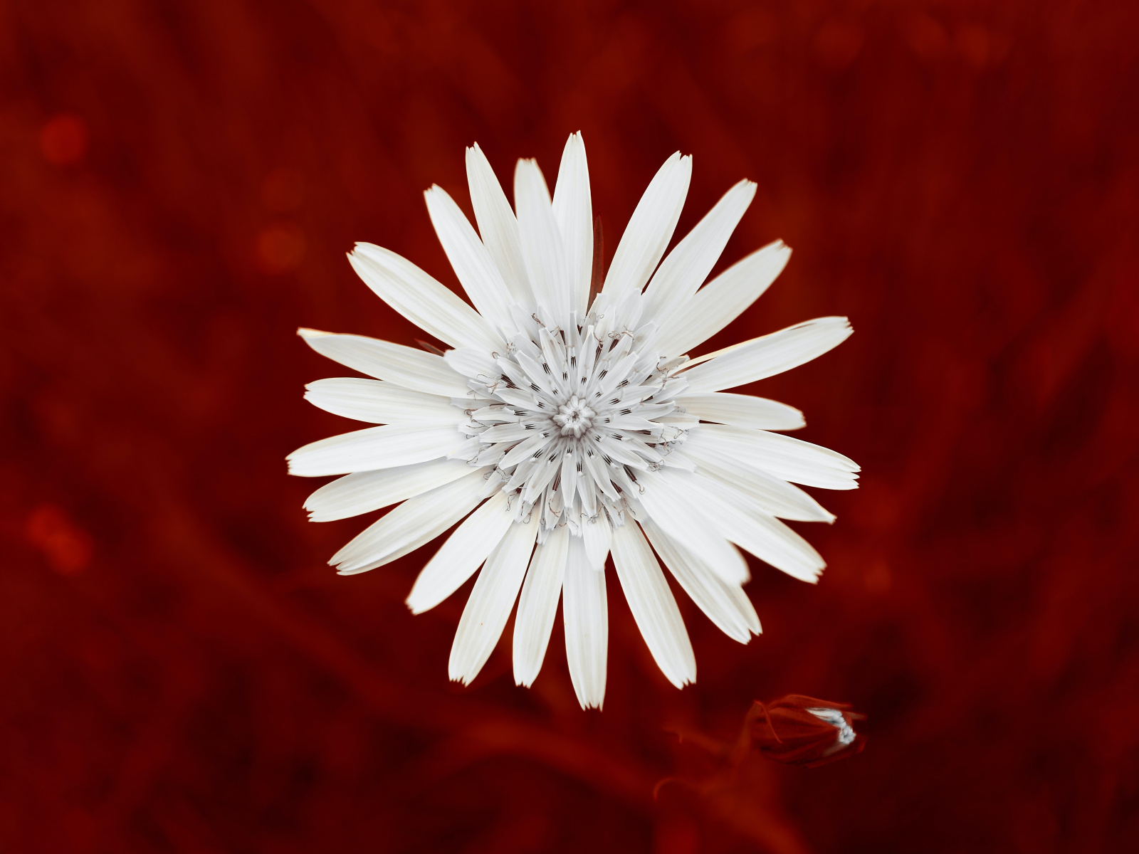 Маленький белый цветок на красном фоне