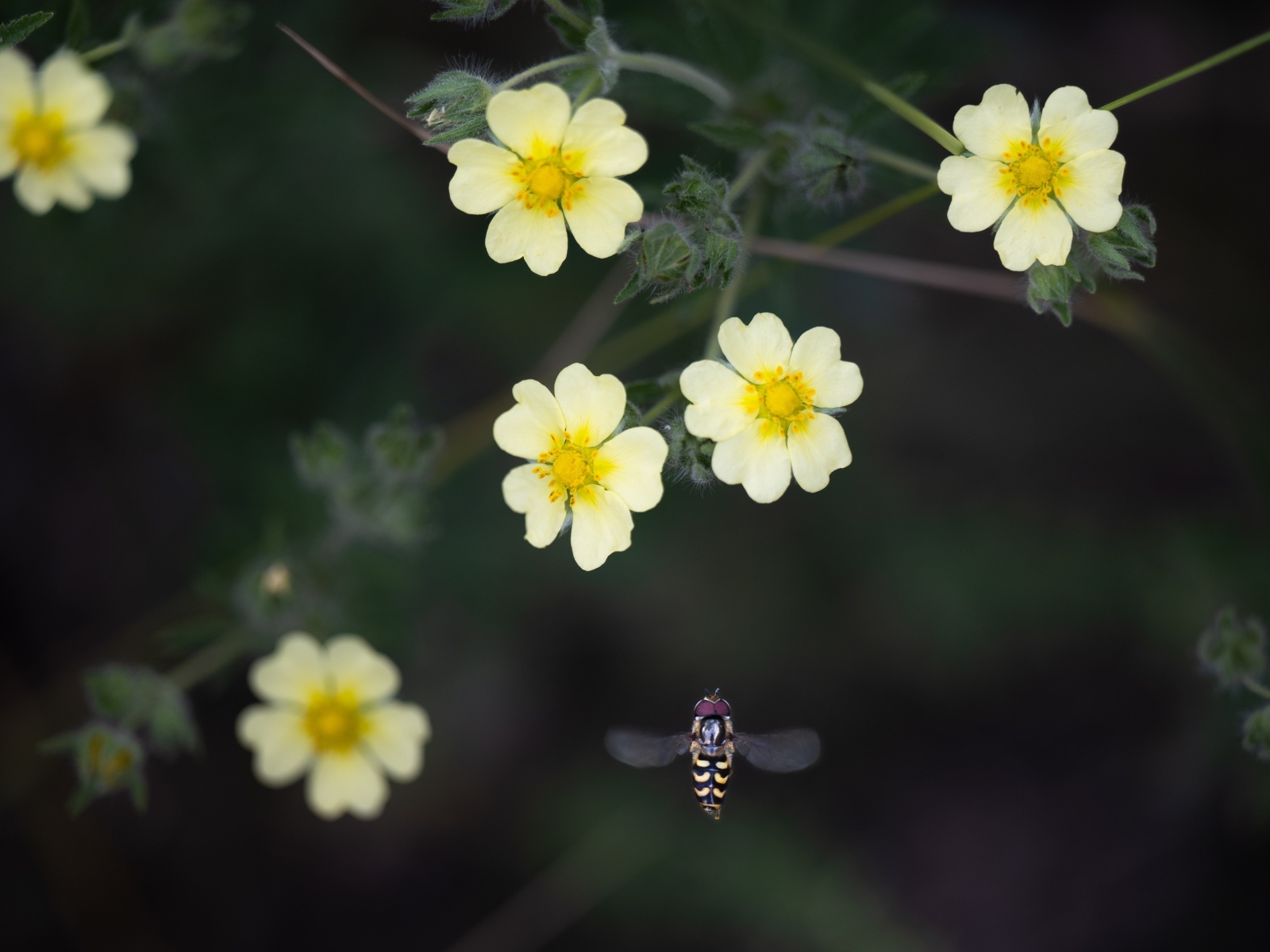 Маленькие желтые цветы лапчатка 