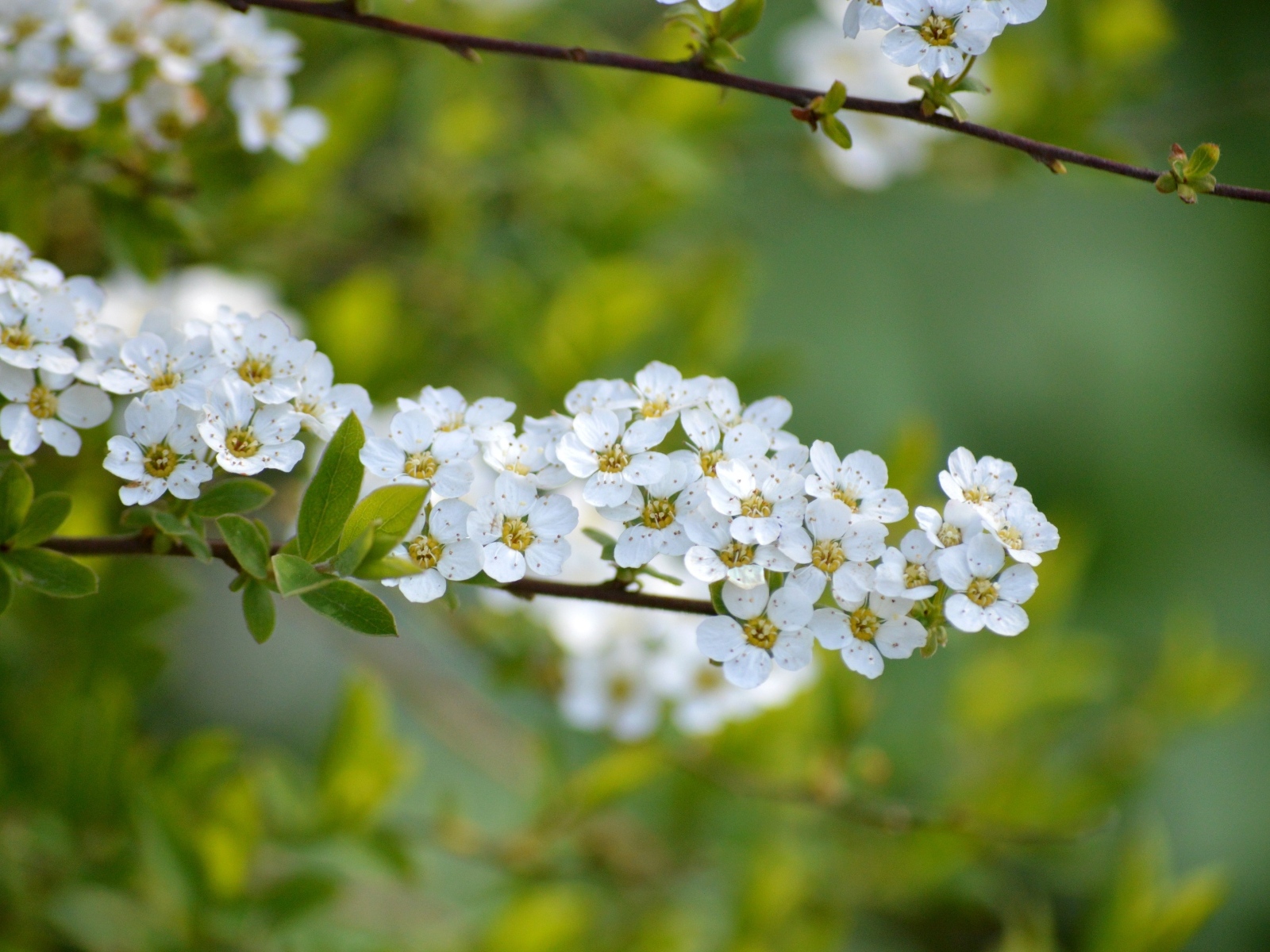 Дерево спирея аргута с белыми цветами