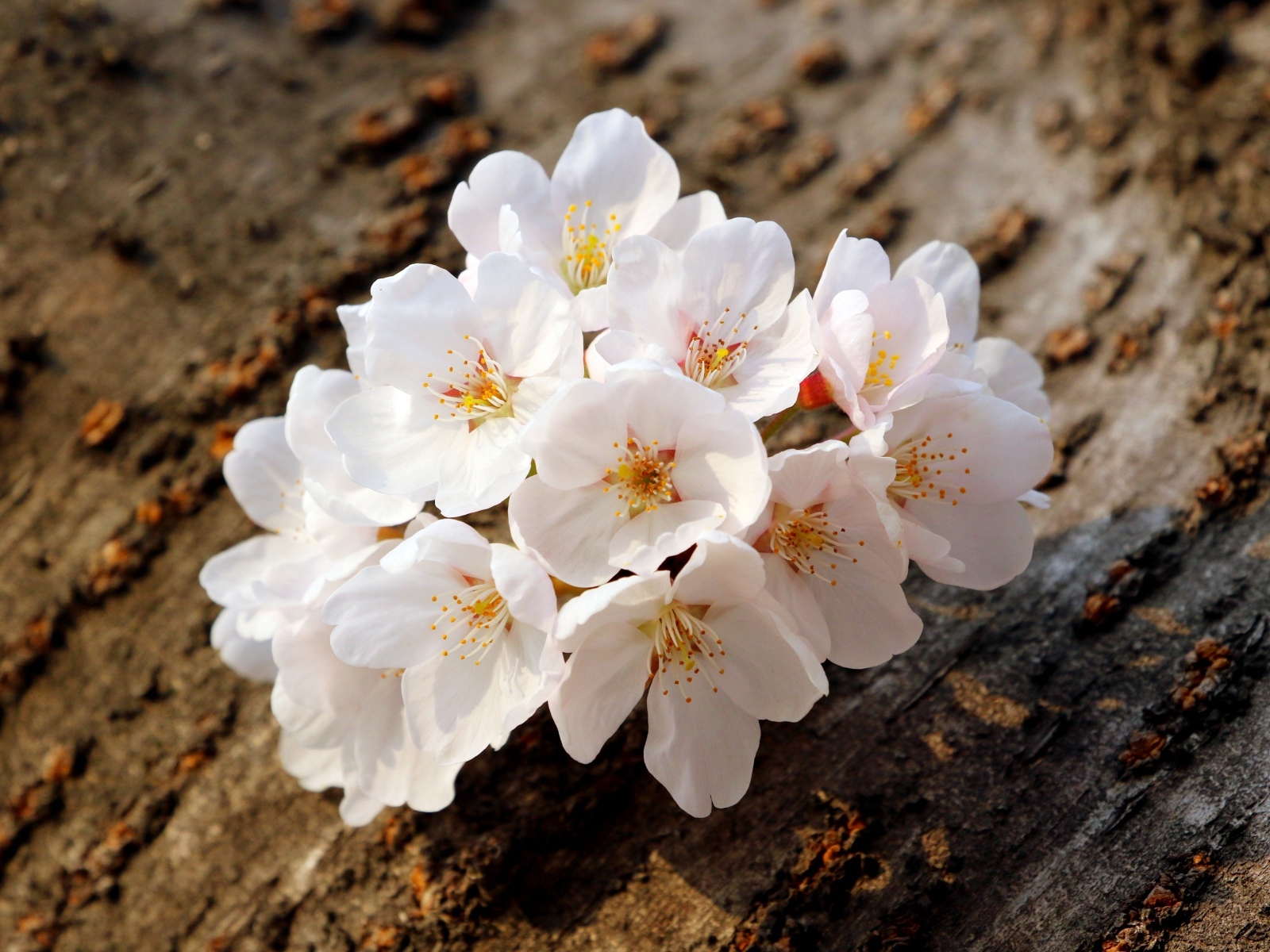 Весенние цветы абрикоса сорванные с веток