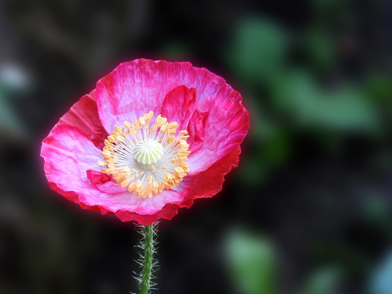 Летний яркий цветок полевого мака