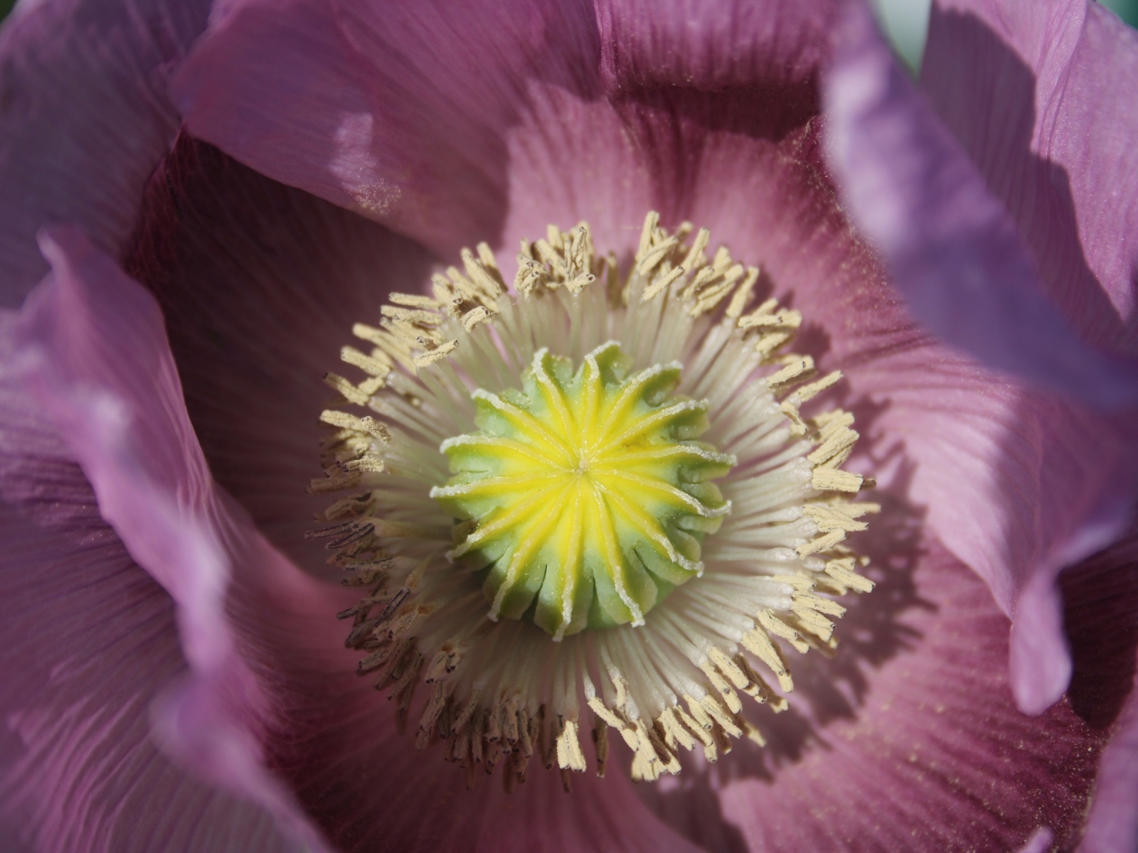 Серединка розового полевого мака