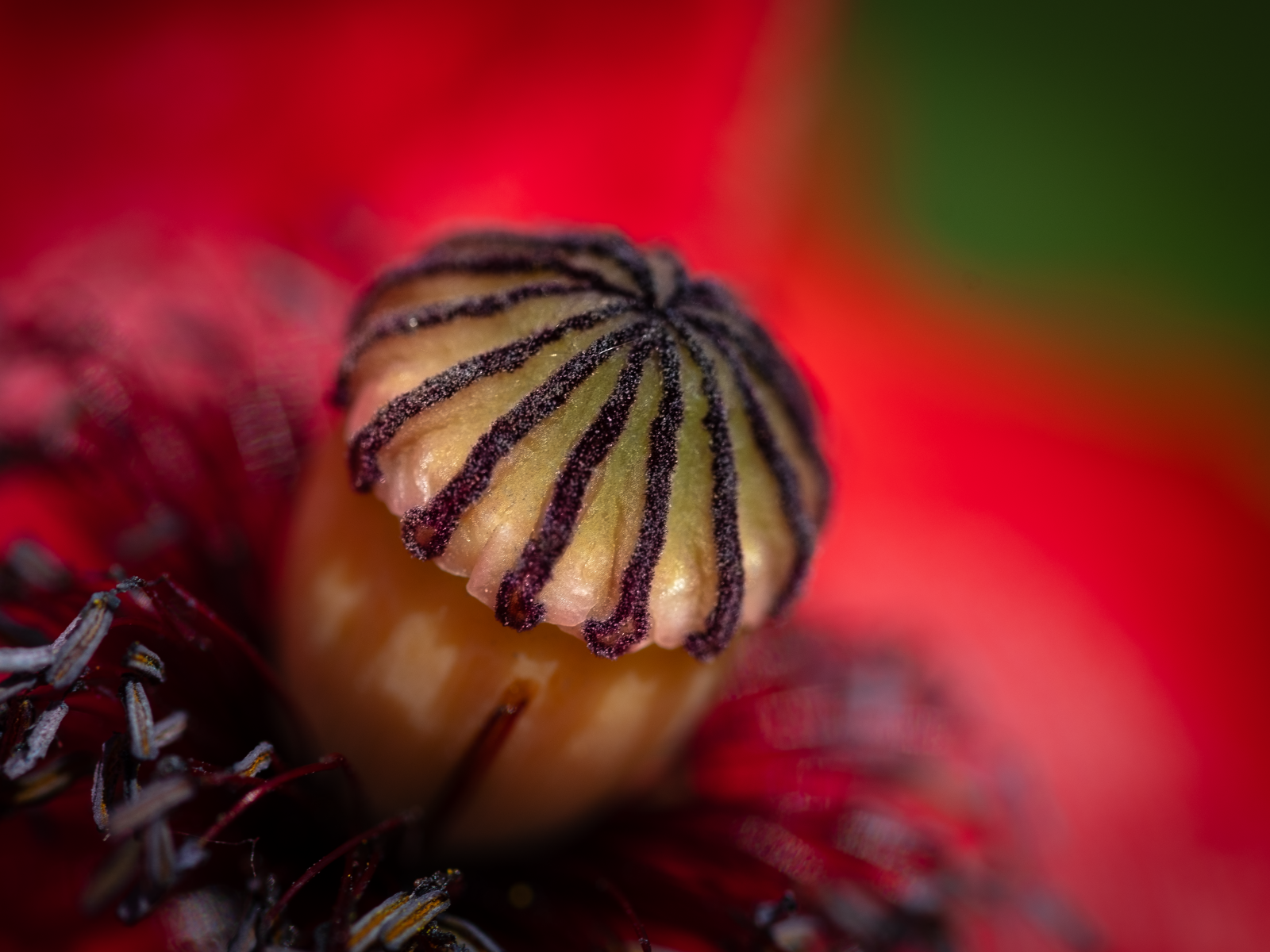 Середина красного цветка крупным планом