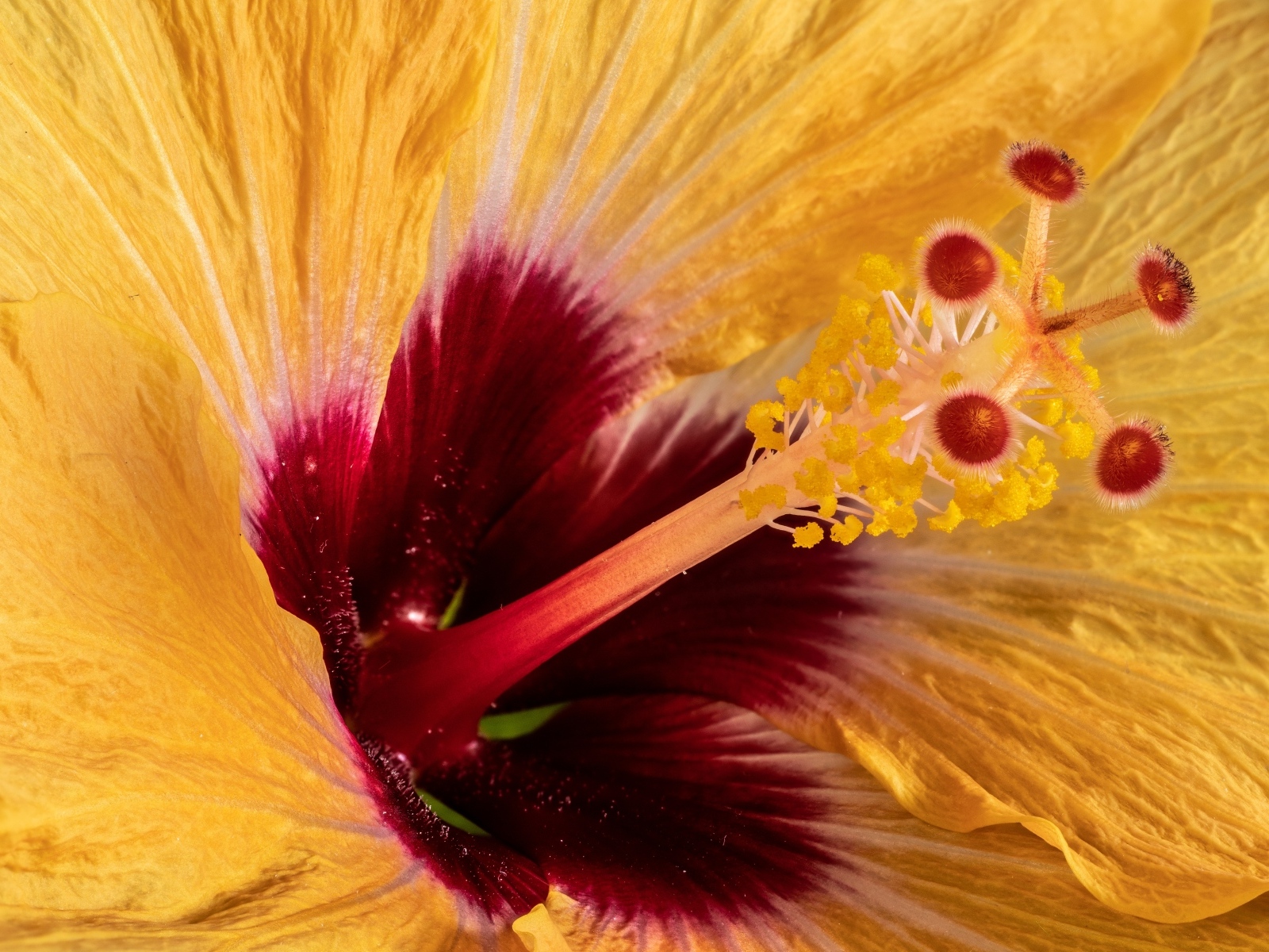 Серединка оранжевого цветка гибискуса