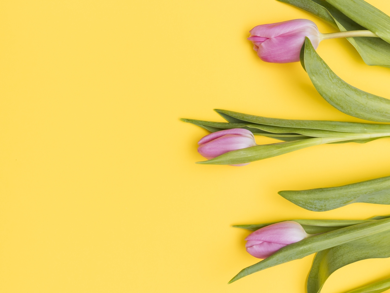 Три розовых тюльпана на желтом фоне