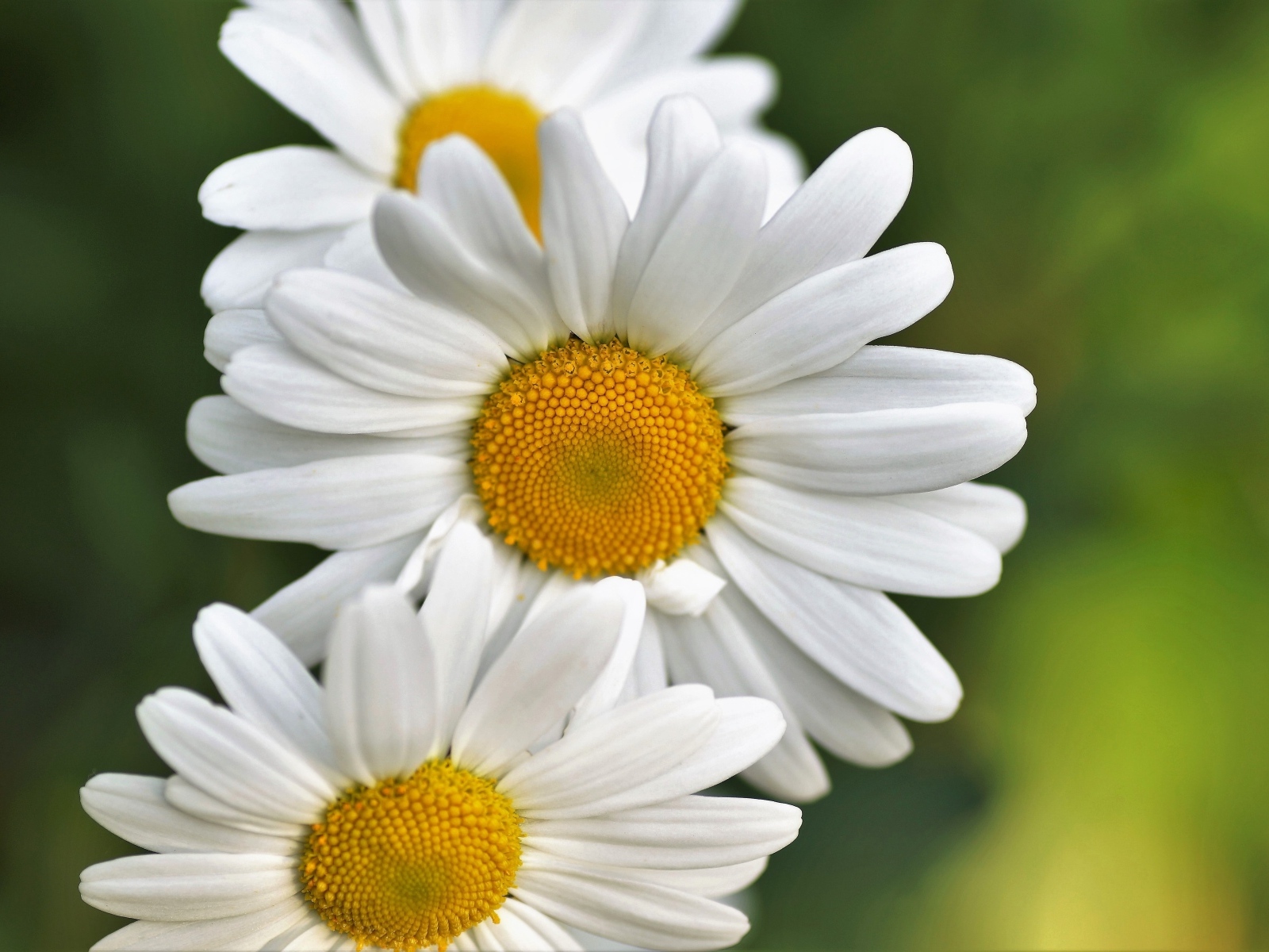 Три белых ромашки крупным планом