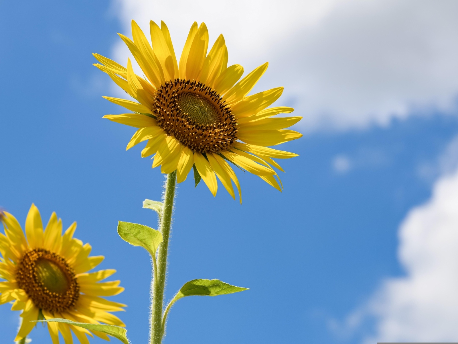 Два красивых желтых подсолнуха на фоне голубого неба 
