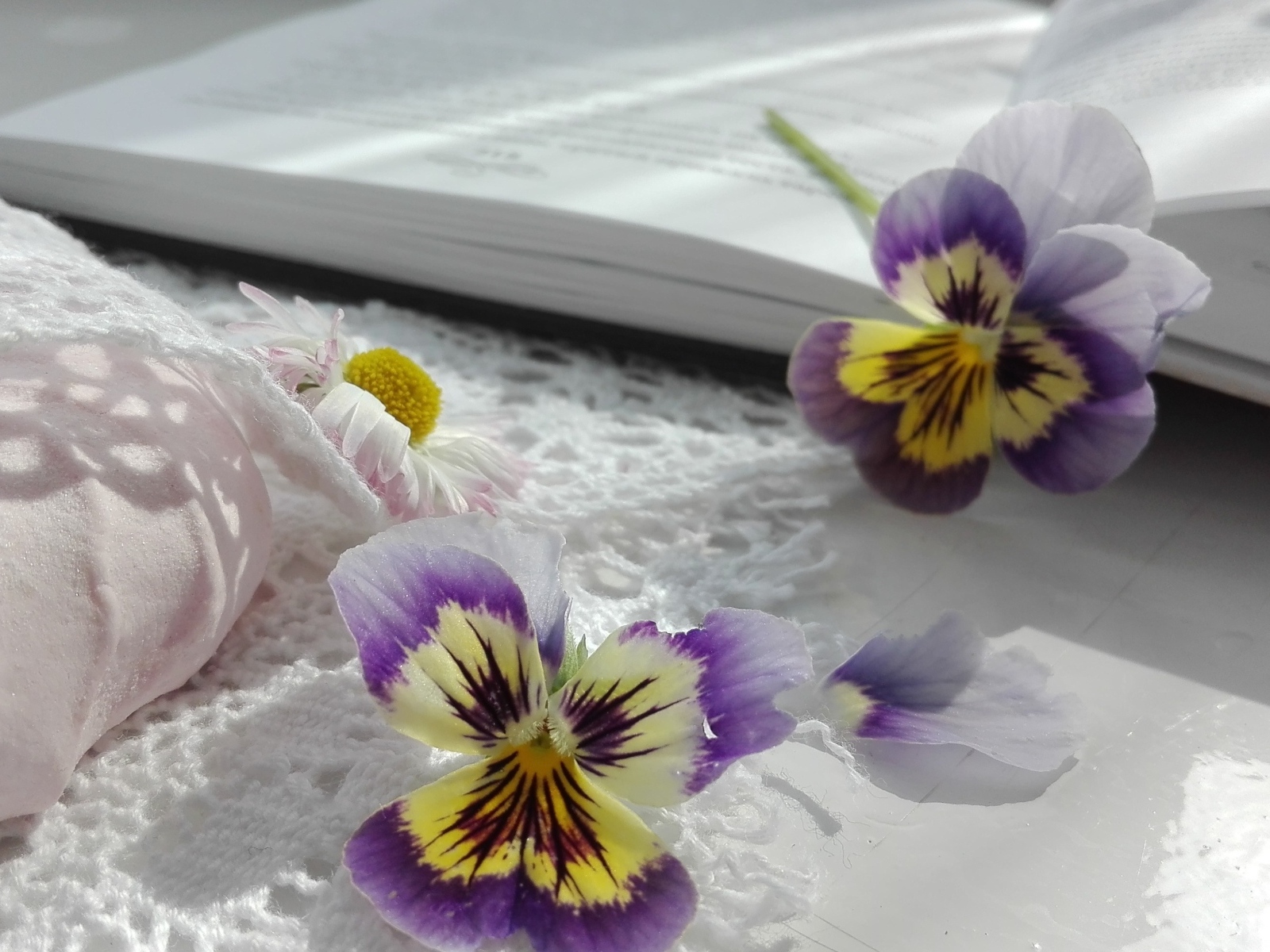 Два цветка анютины глазки с книгой и зефиром