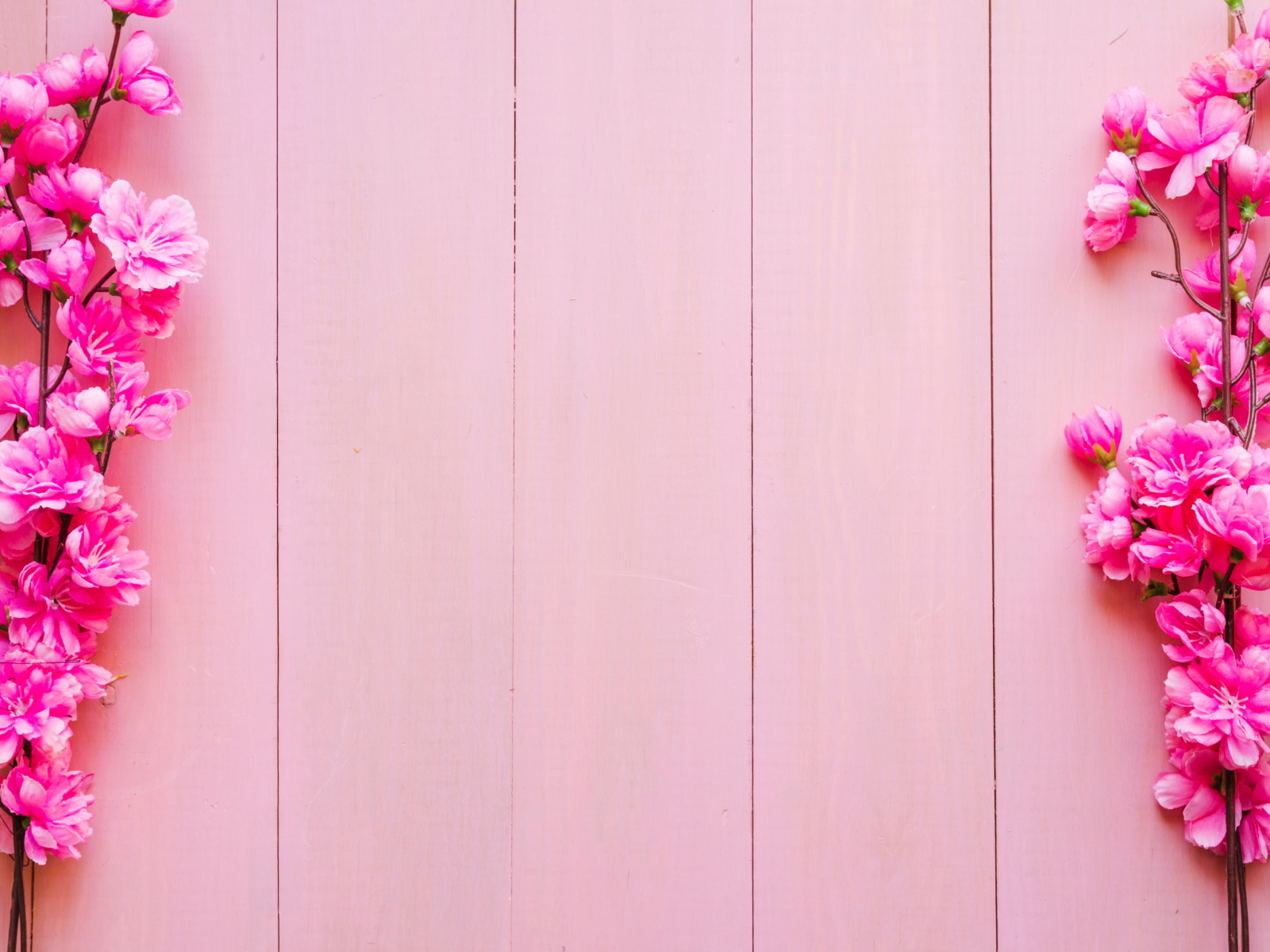 Два весенних цветка на розовом фоне