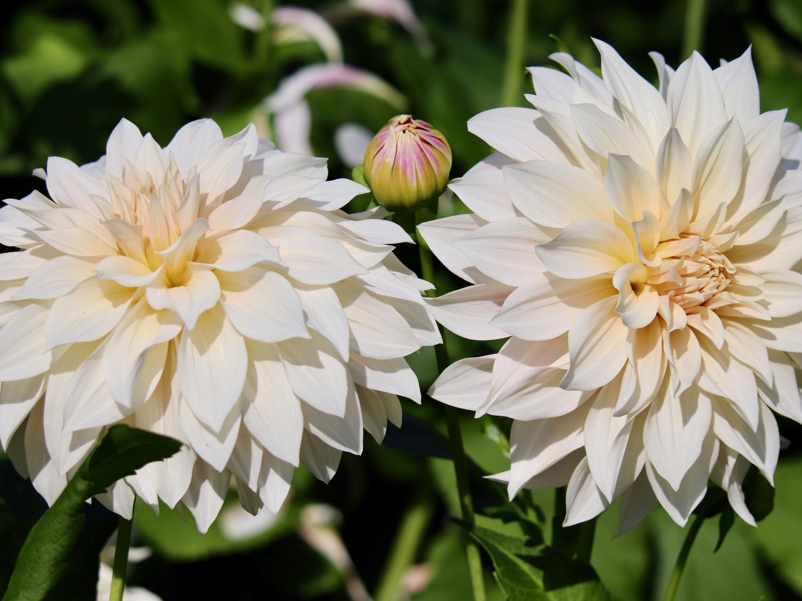 Два белых цветка георгина с бутонами крупным планом