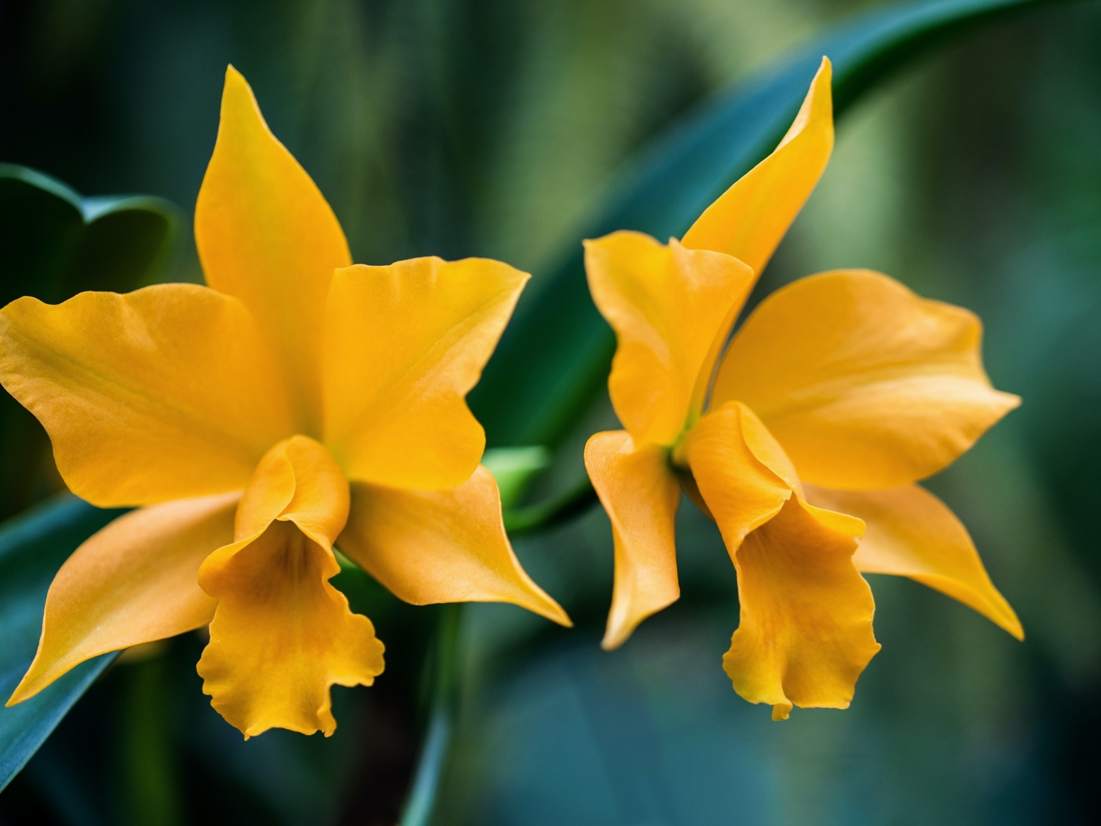 Два желтых нарцисса крупным планом