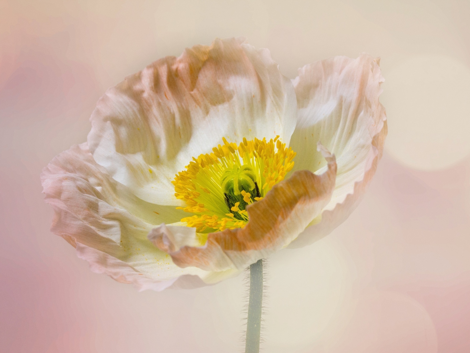 Необыкновенный цветок мака на розовом фоне