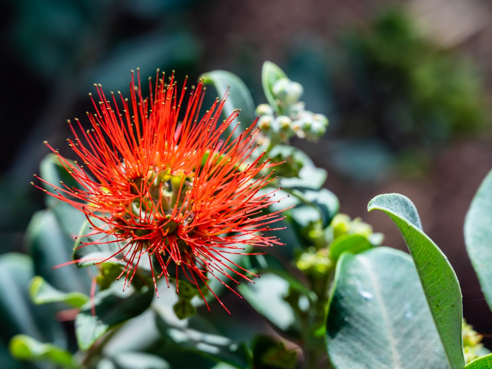 Необычный красный цветок эвкалипта крупным планом