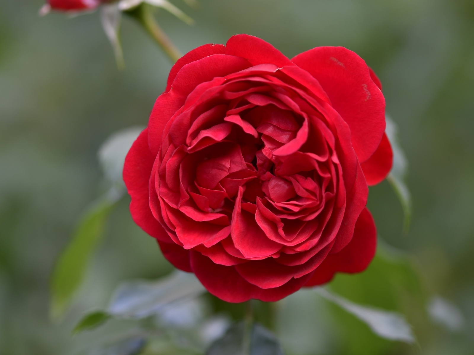 Вид на пышную красную розу