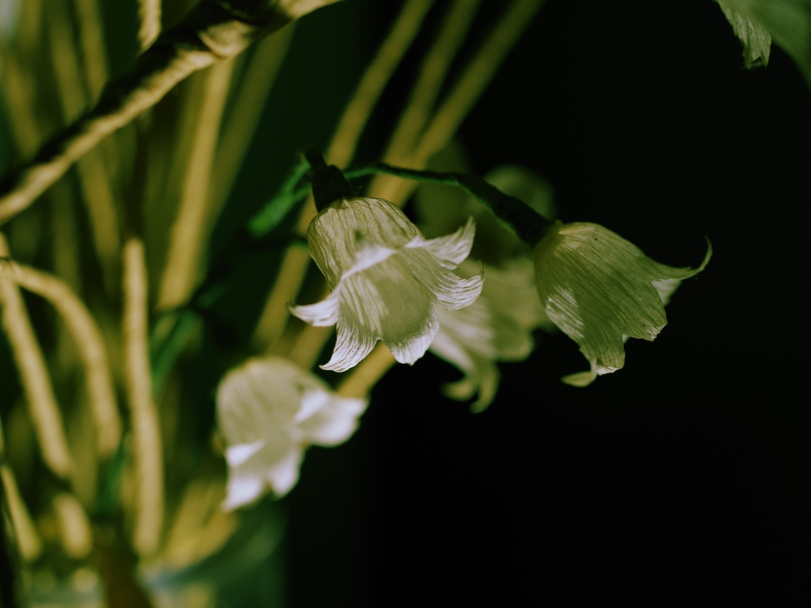 Белые цветы колокольчика крупным планом