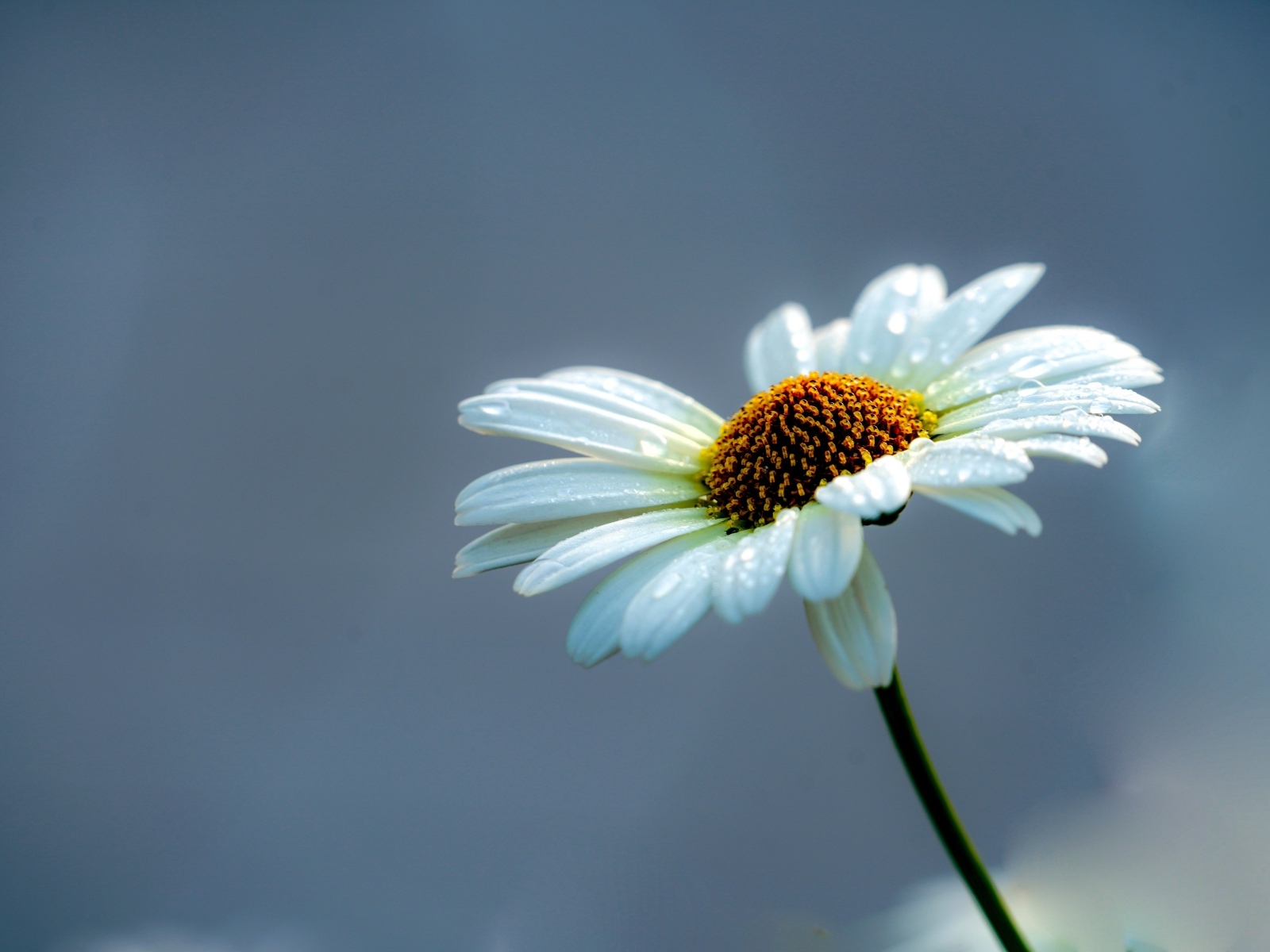 Белый цветок ромашки на сером фоне