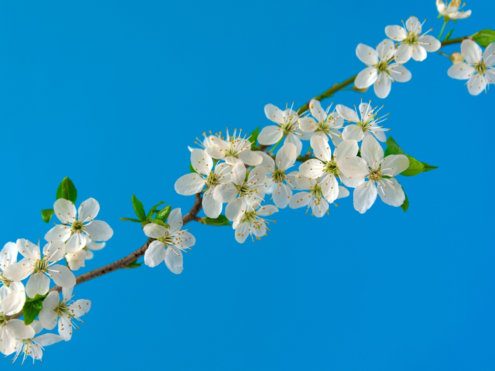 Белые цветы вишни на тонкой ветке на голубом фоне