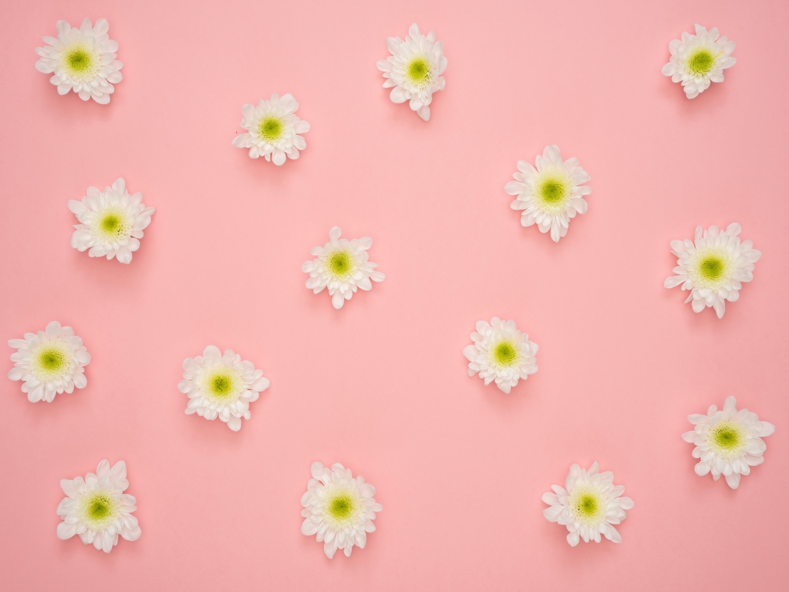 Белые цветы хризантемы на розовом фоне