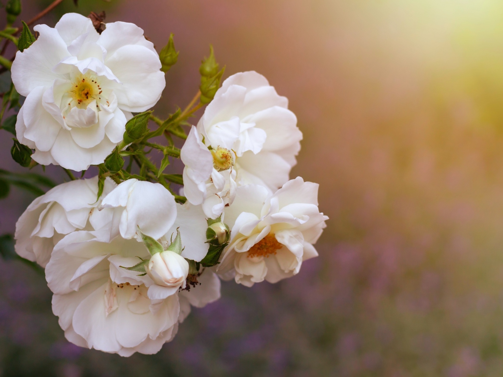 Белые цветы вьющейся розы