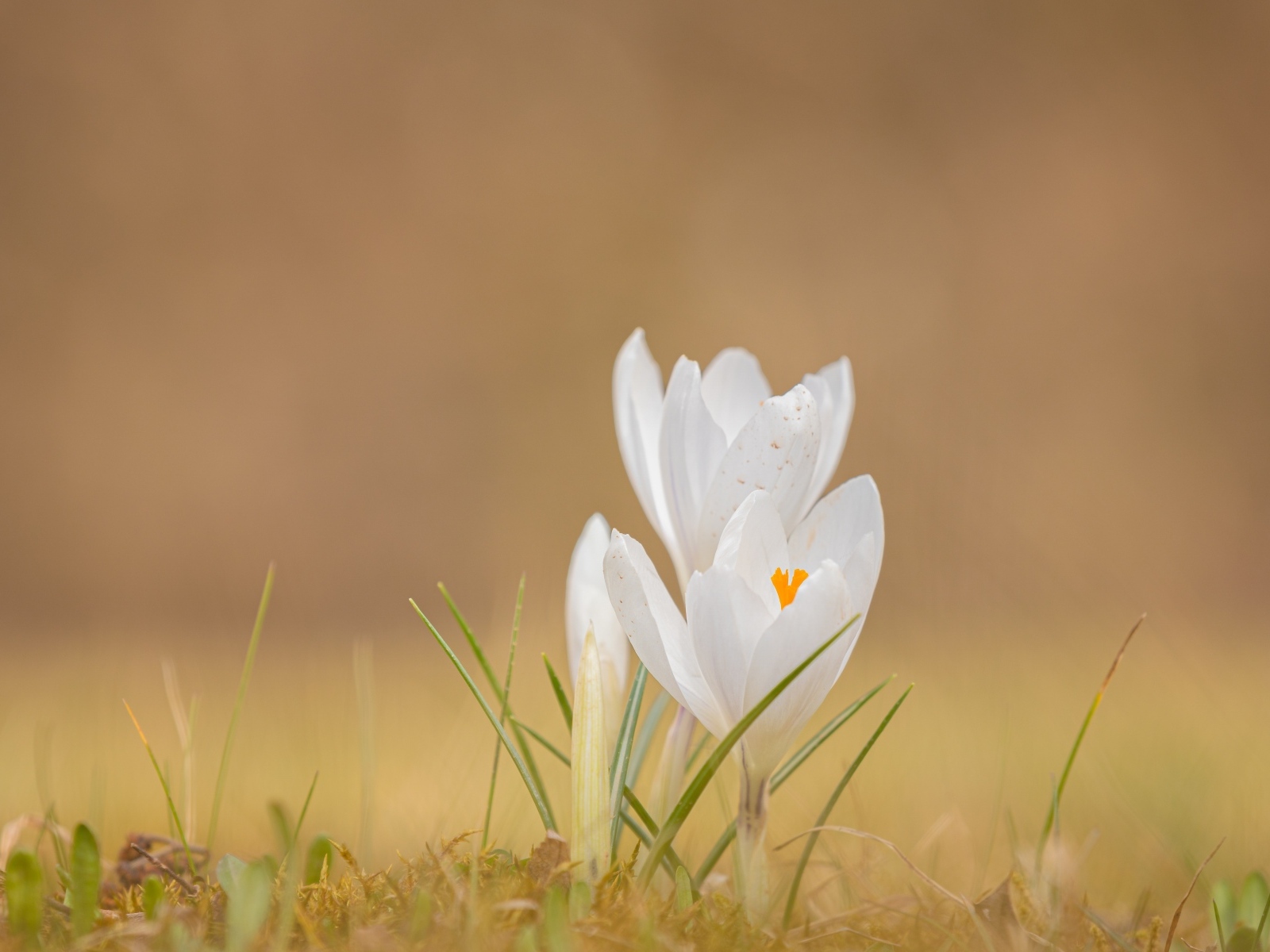Белые крокусы на холодной земле весной
