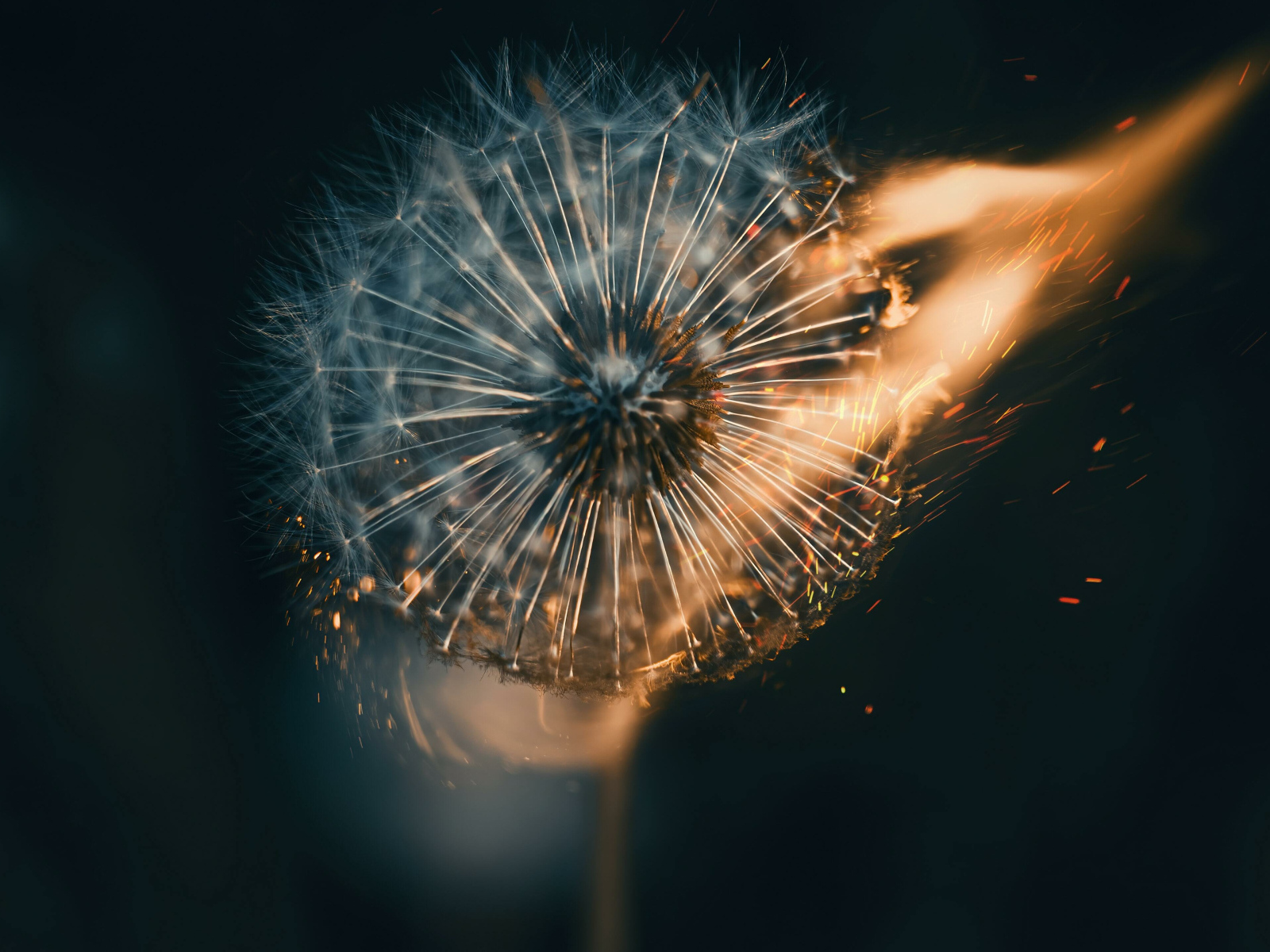 Белый одуванчик в огне