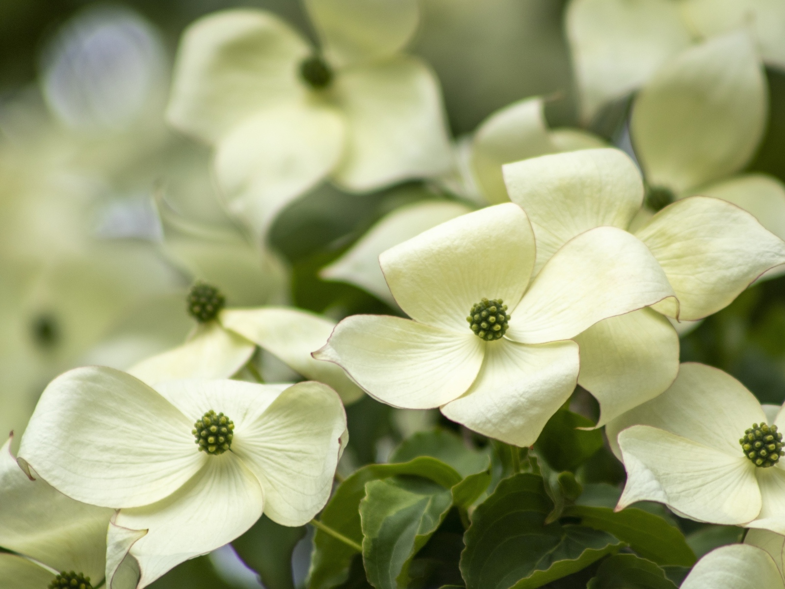 Белые цветы кизила крупным планом