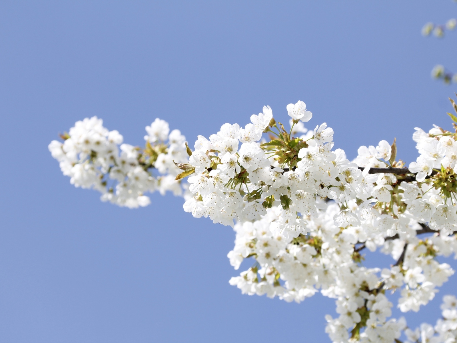 Белые цветы на ветке вишни на голубом фоне