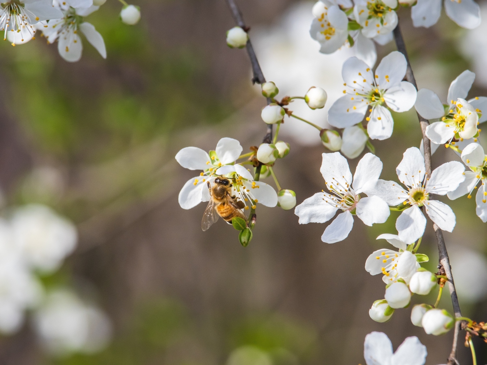 Белые хрупкие цветы вишни на ветке весной