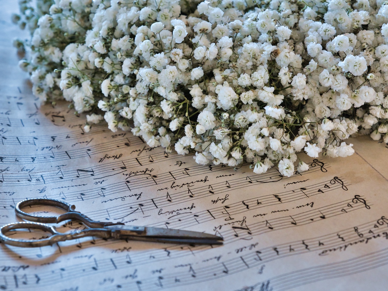 Белые цветы гипсофилы с ножницами и нотной тетрадью