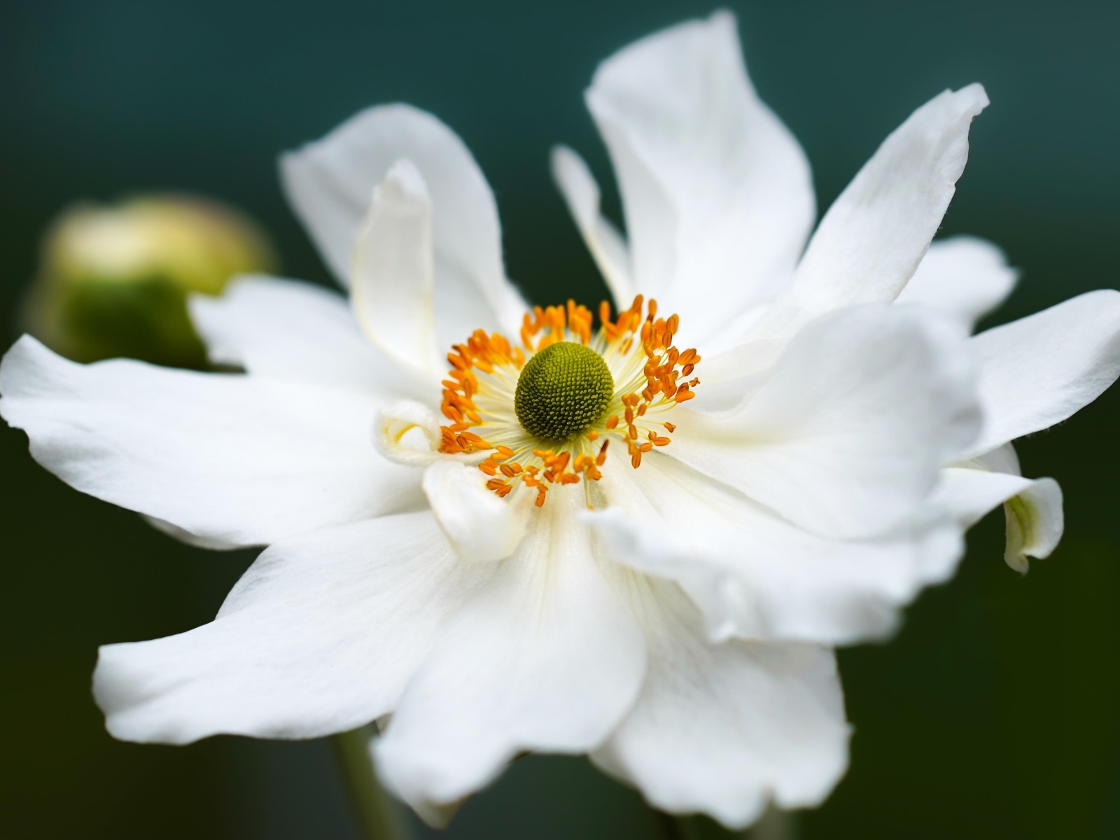 Белый крупный цветок анемоны в саду