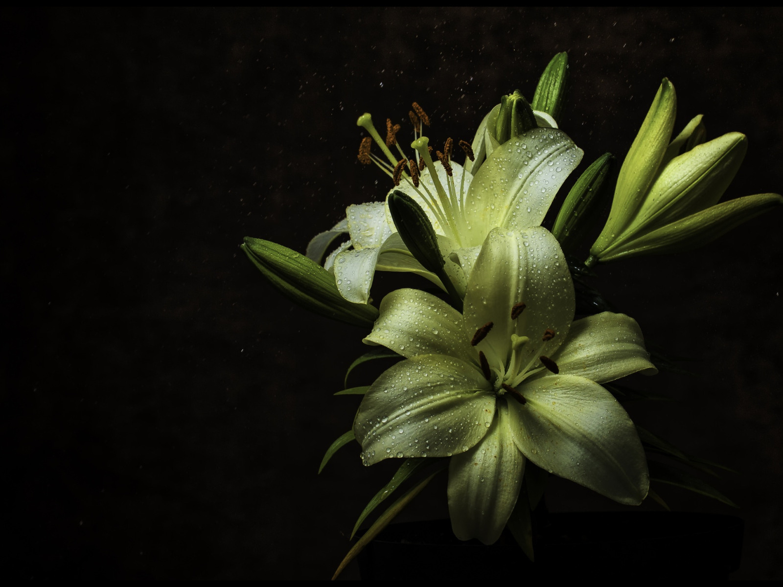 Белые цветы лилии в каплях росы на черном фоне