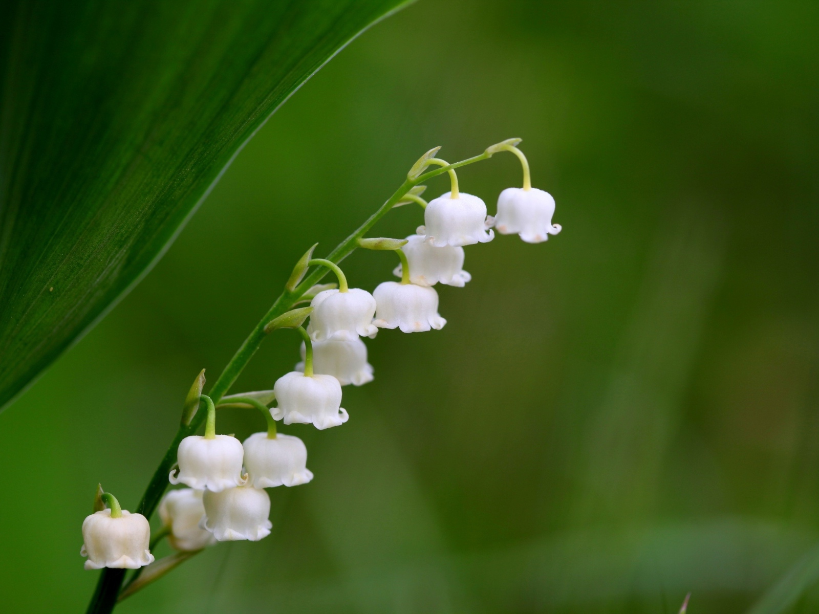 Белый ландыш крупным планом