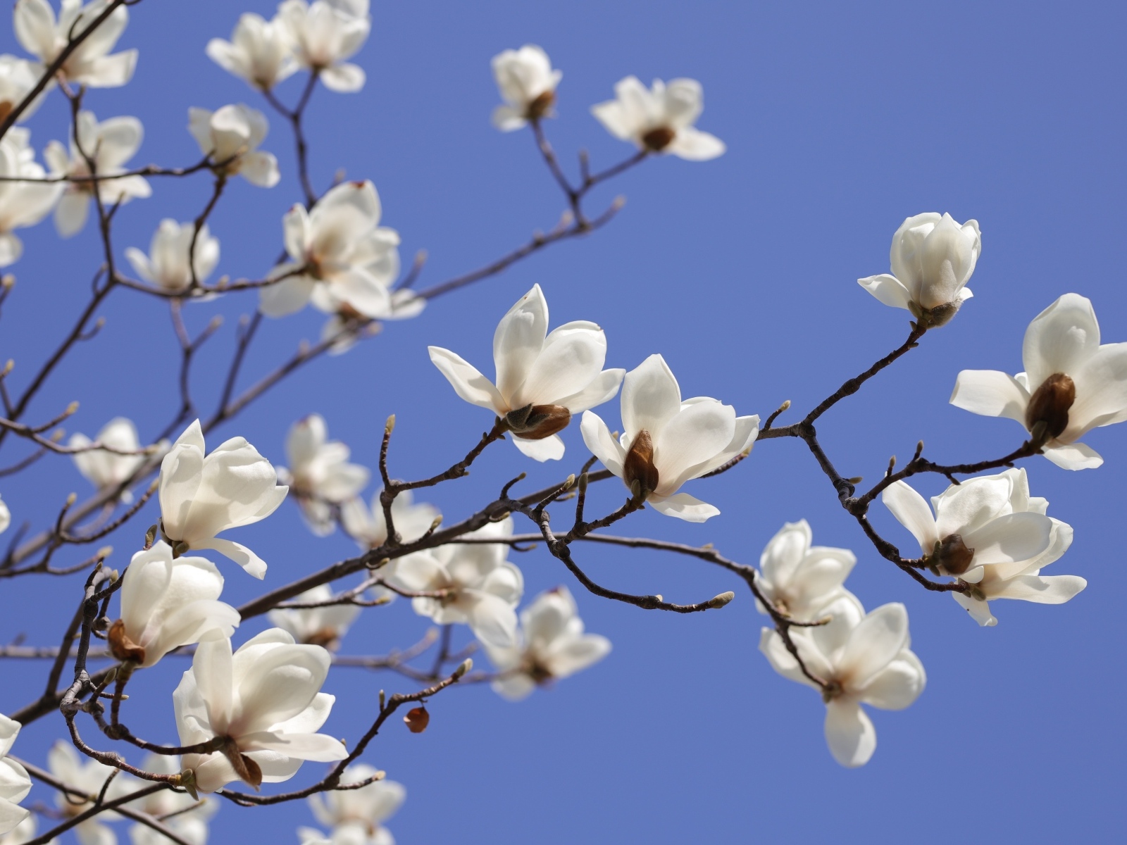 Белые цветы магнолии на ветке на фоне голубого неба