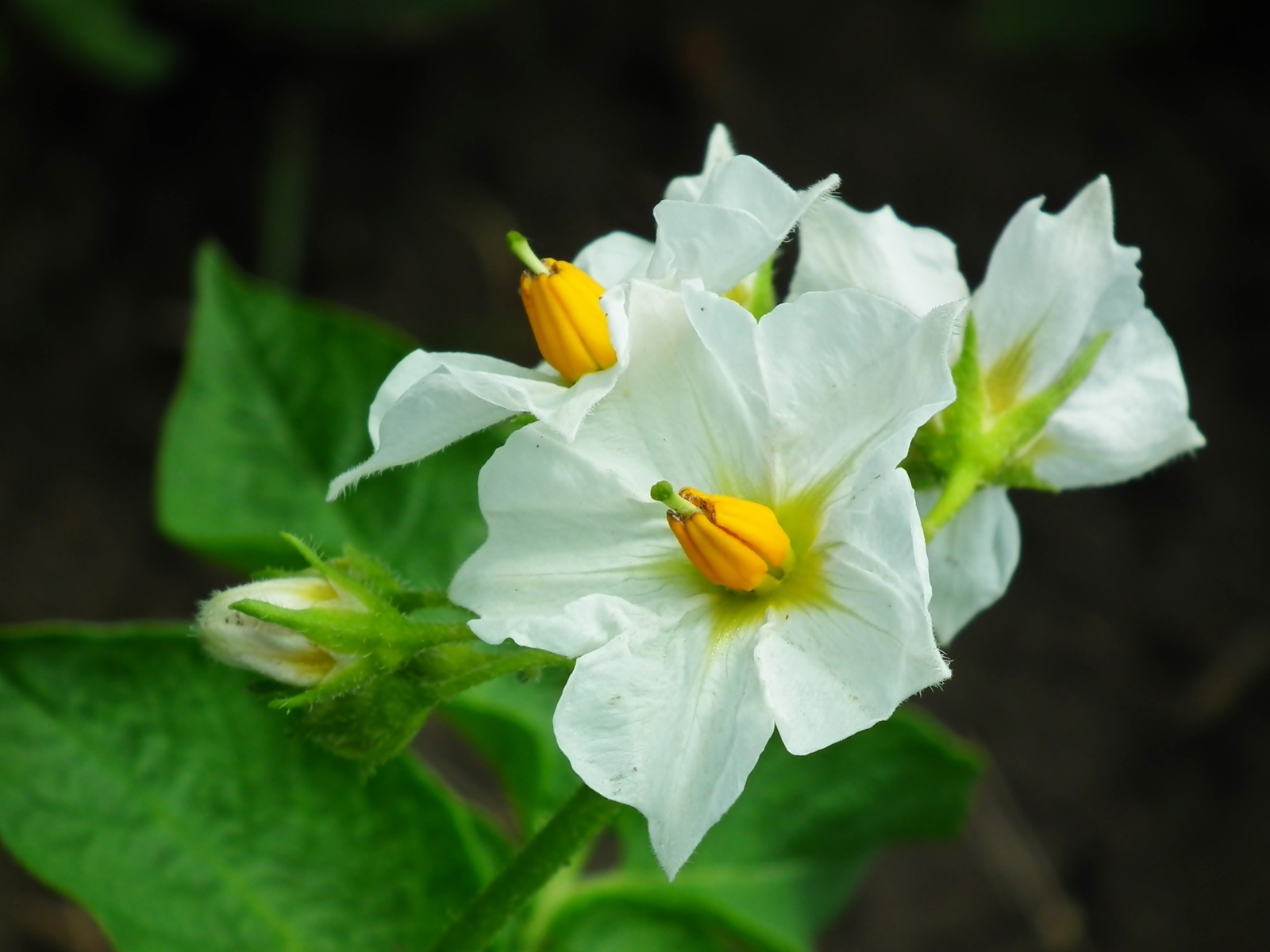 Белые цветы картофеля крупным планом