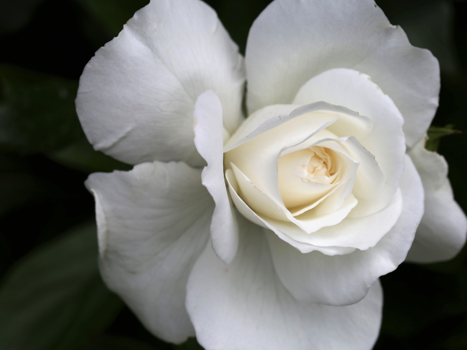 Цветок белой розы вблизи