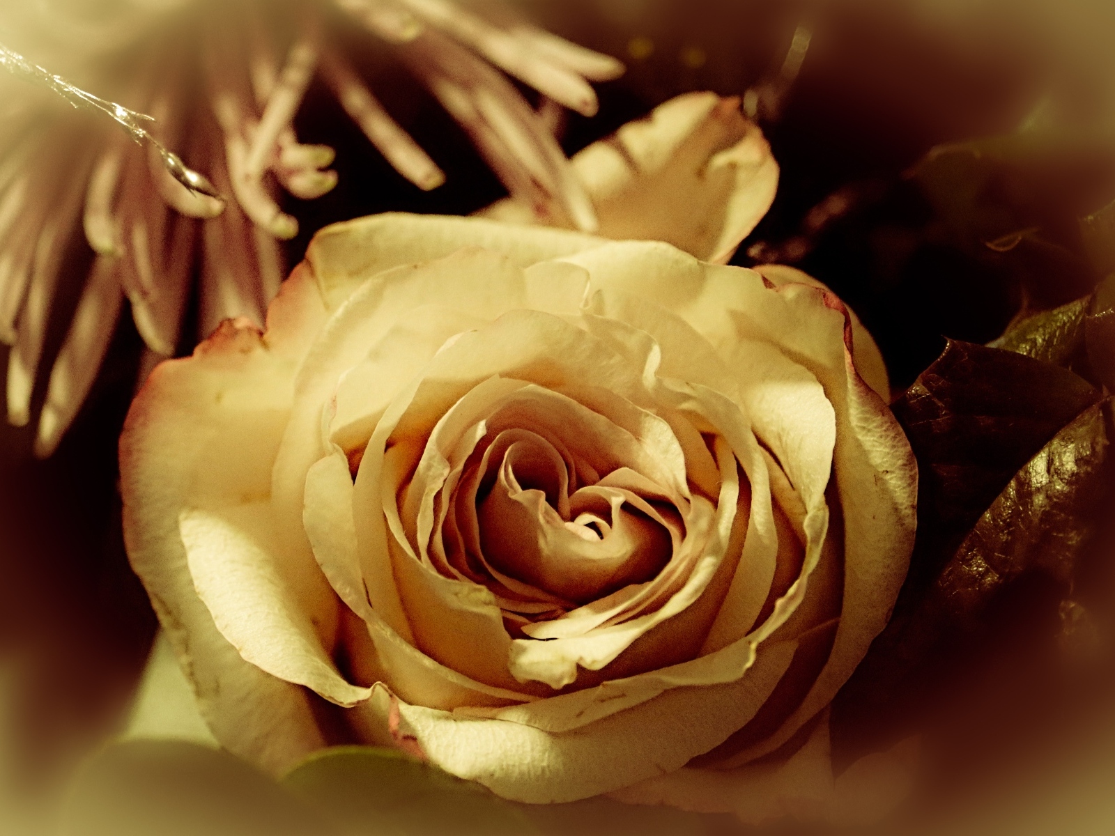 Белый цветок розы в букете вблизи