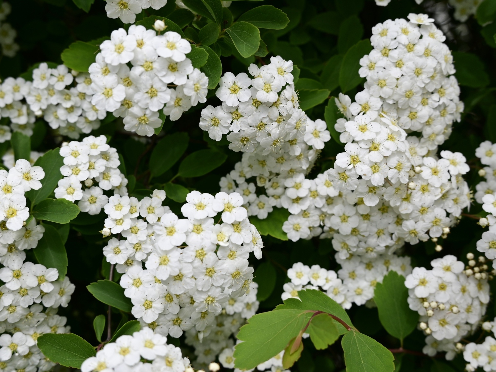 Белые цветы рябины крупным планом