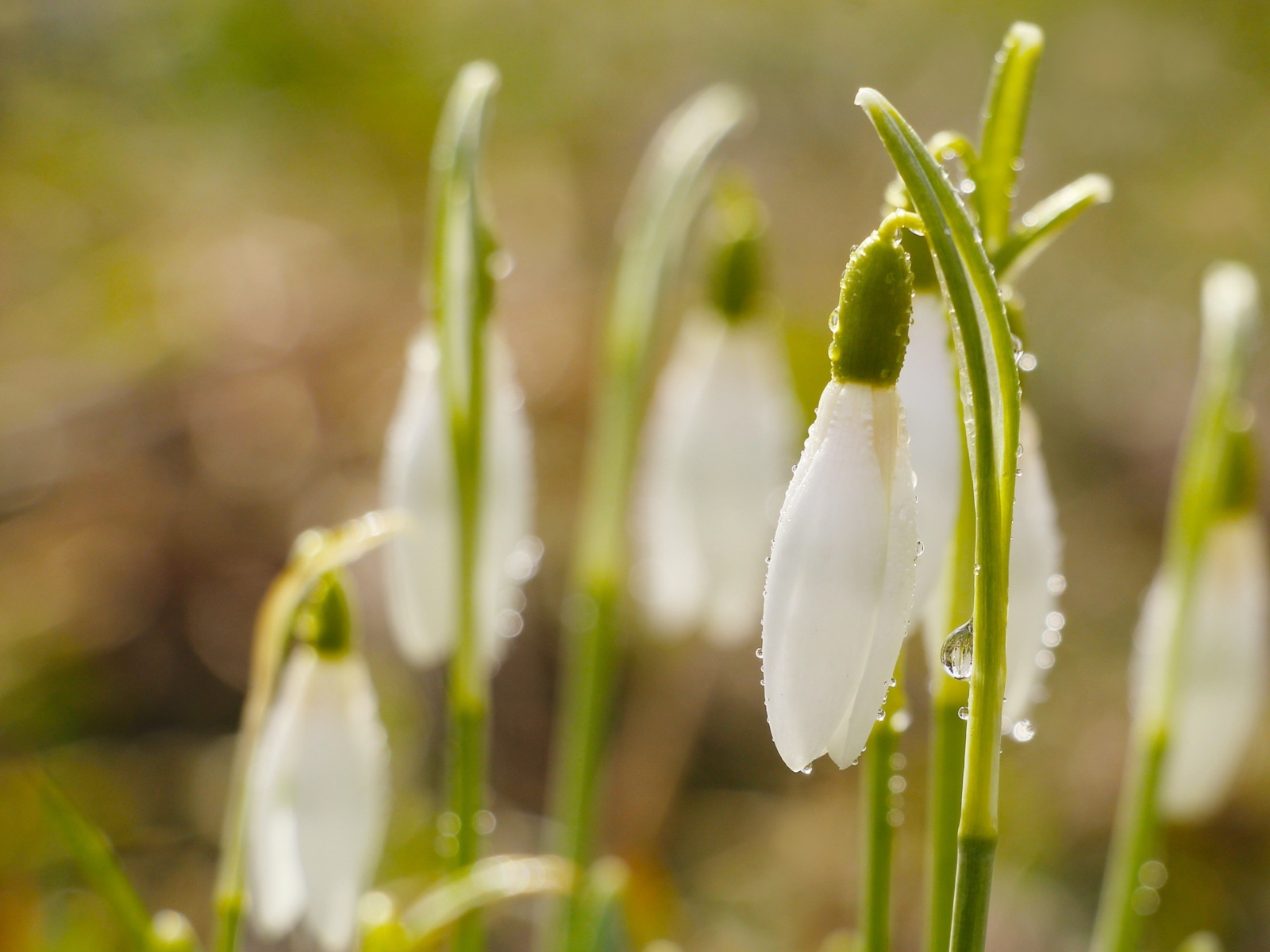 Белые цветы подснежника в каплях росы