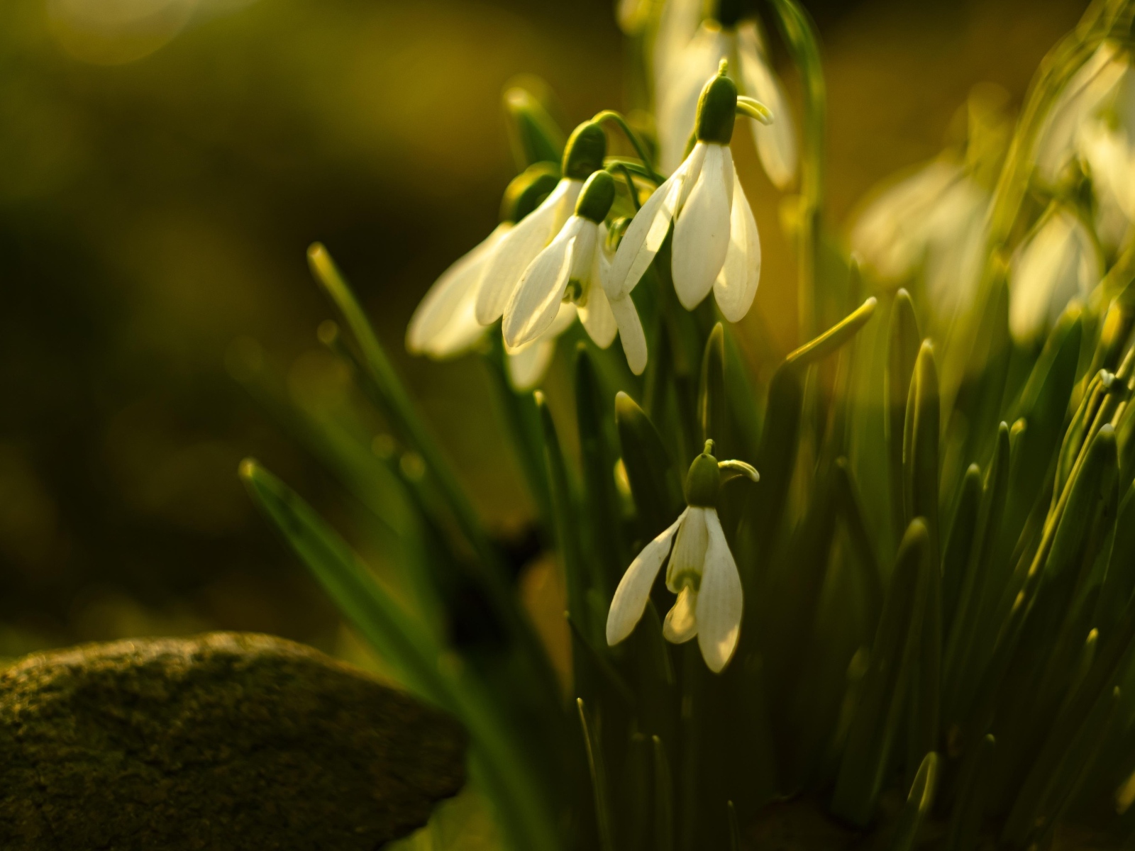 Белые цветы подснежника в лучах весеннего солнца