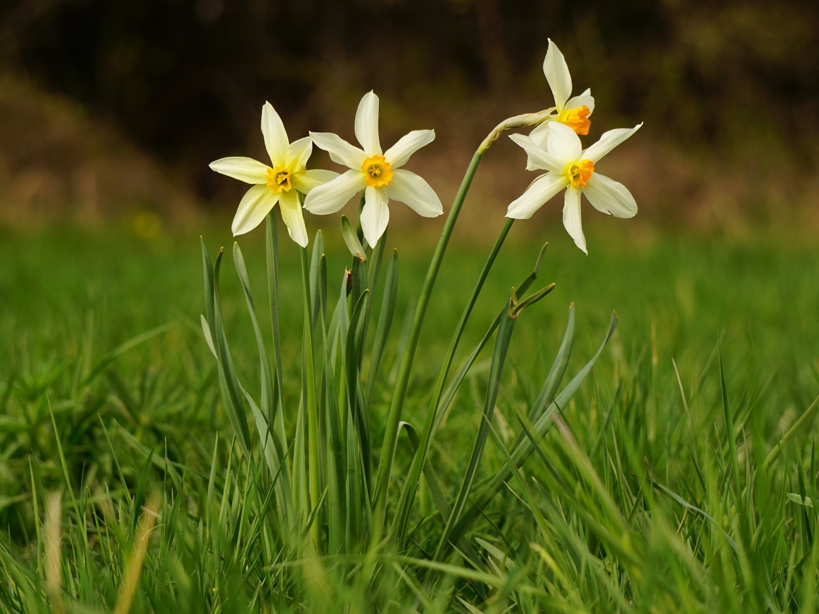 Белые весенние нарциссы в зеленой траве
