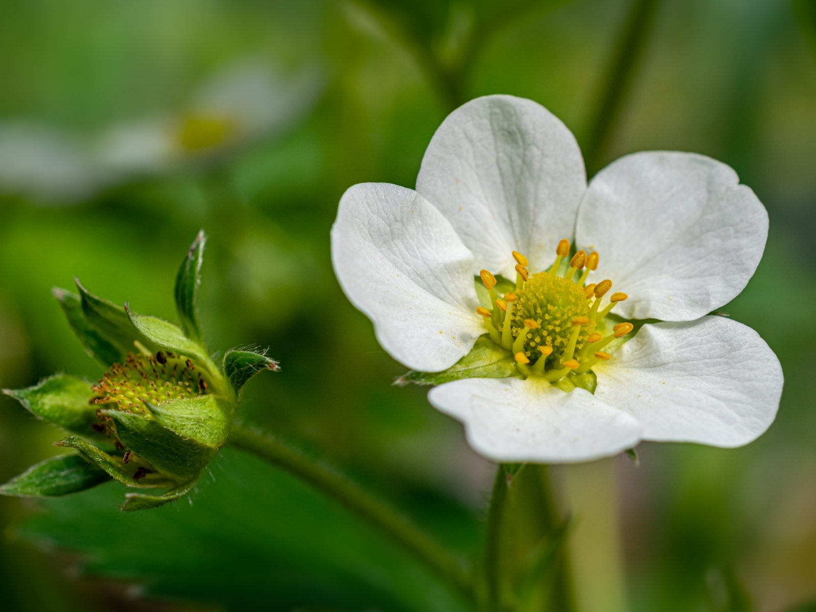 Белый цветок клубники с зеленой ягодой