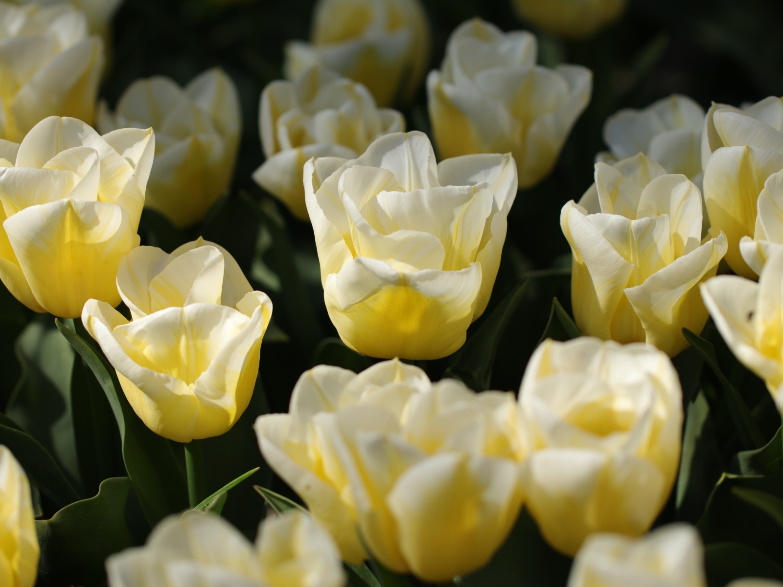 Белые тюльпаны на клумбе в лучах солнца