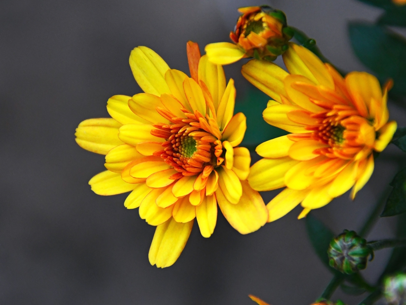 Желтые хризантемы с бутонами на сером фоне