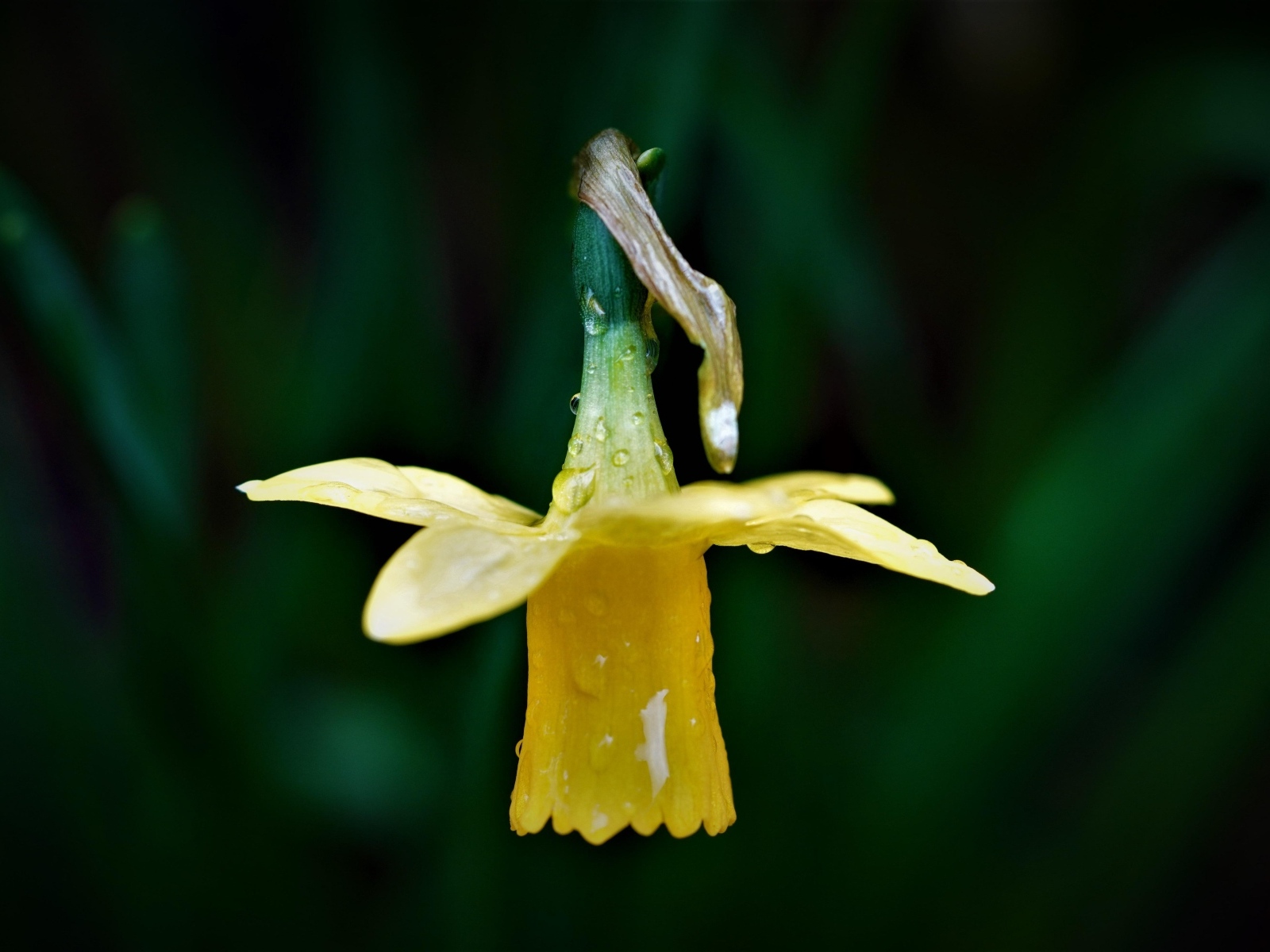 Желтый нарцисс в каплях росы