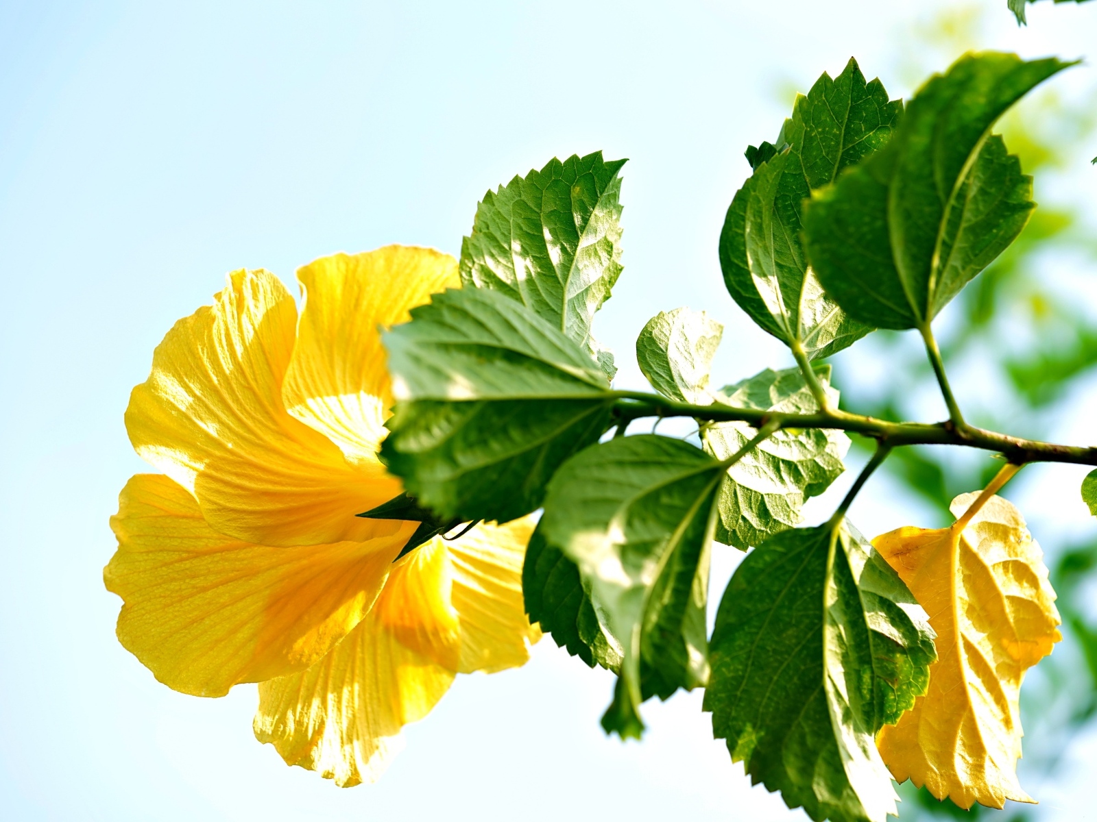 Желтый цветок гибискуса с зелеными листьями на ветке