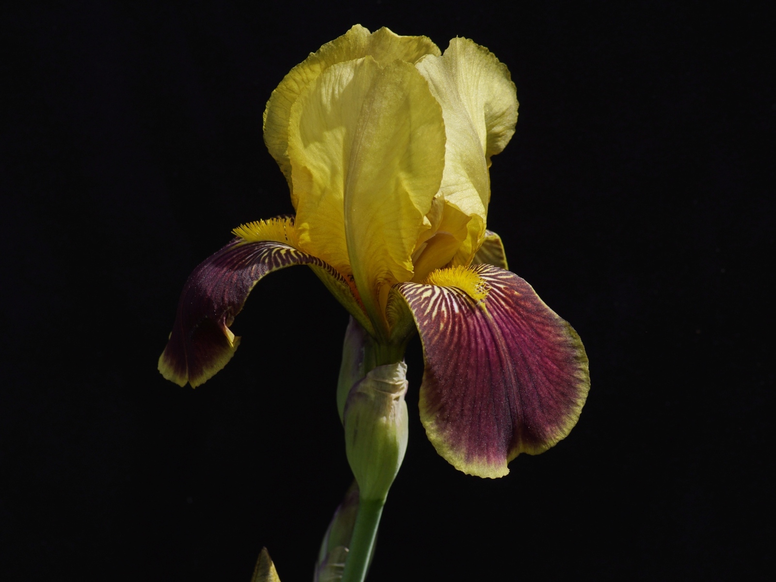 Желтый цветок ириса на черном фоне